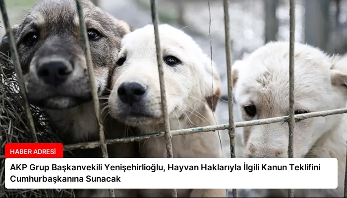 AKP Grup Başkanvekili Yenişehirlioğlu, Hayvan Haklarıyla İlgili Kanun Teklifini Cumhurbaşkanına Sunacak