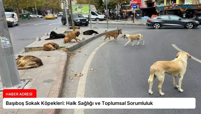 Başıboş Sokak Köpekleri: Halk Sağlığı ve Toplumsal Sorumluluk