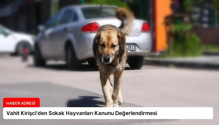Vahit Kirişci’den Sokak Hayvanları Kanunu Değerlendirmesi