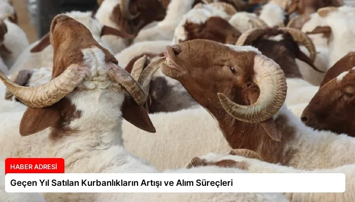 Geçen Yıl Satılan Kurbanlıkların Artışı ve Alım Süreçleri
