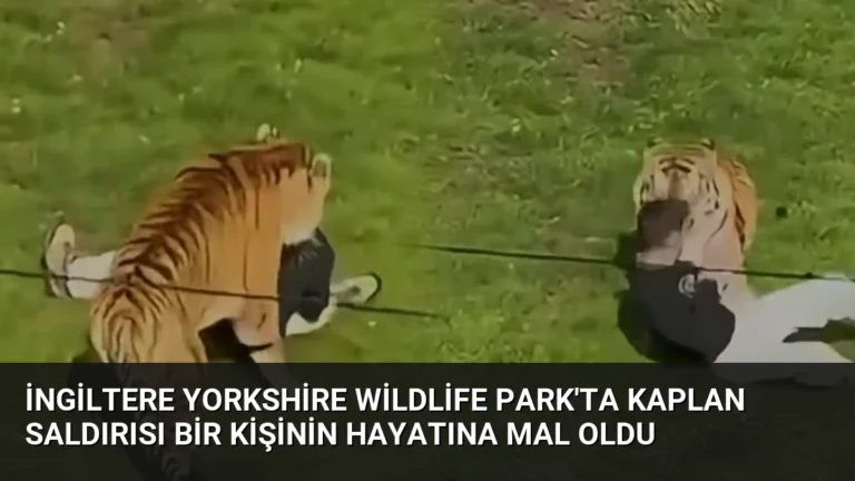 İngiltere Yorkshire Wildlife Park’ta Kaplan Saldırısı Bir Kişinin Hayatına Mal Oldu