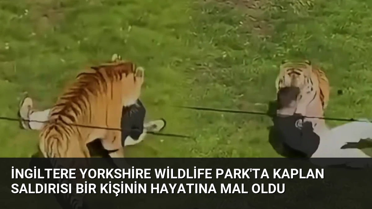 İngiltere Yorkshire Wildlife Park’ta Kaplan Saldırısı Bir Kişinin Hayatına Mal Oldu