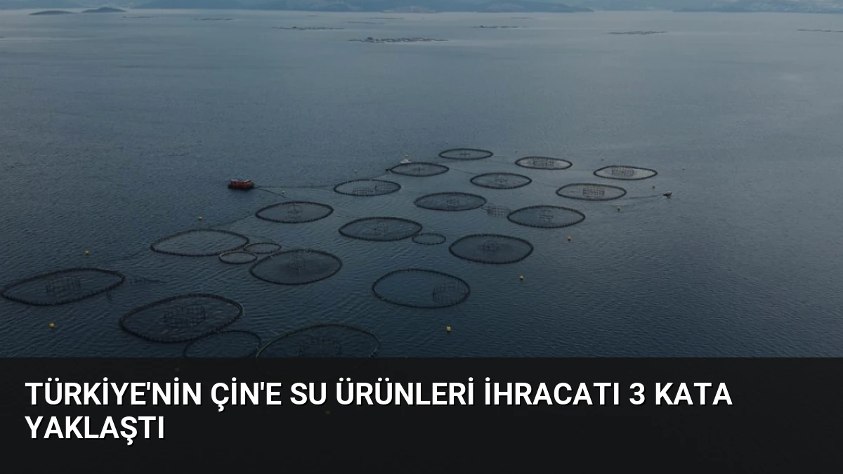 Türkiye’nin Çin’e Su Ürünleri İhracatı 3 Kata Yaklaştı